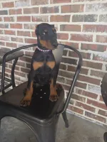 Purple , a female Doberman Pinscher for sale in La Fayette, GA – 4 of 5
