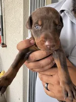 Doberman, a male Doberman Pinscher for sale in Lehigh Acres, FL – Photo 5 of 10