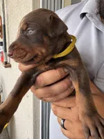 Doberman, a male Doberman Pinscher for sale in Lehigh Acres, FL – Photo 6 of 10