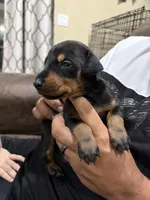 Doberman, a male Doberman Pinscher for sale in Lehigh Acres, FL – Photo 9 of 10