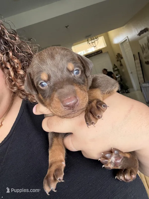 Doberman – Doberman Pinscher puppy for sale in Lehigh Acres, FL