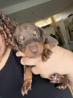 Doberman, a male Doberman Pinscher for sale in Lehigh Acres, FL – Photo 1 of 10