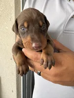 Doberman, a male Doberman Pinscher for sale in Lehigh Acres, FL – Photo 7 of 10