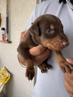 Doberman, a male Doberman Pinscher for sale in Lehigh Acres, FL – Photo 8 of 10