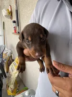 Doberman, a male Doberman Pinscher for sale in Lehigh Acres, FL – Photo 3 of 10