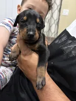 Doberman, a male Doberman Pinscher for sale in Lehigh Acres, FL – Photo 10 of 10