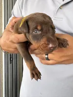 Doberman, a male Doberman Pinscher for sale in Lehigh Acres, FL – Photo 4 of 10