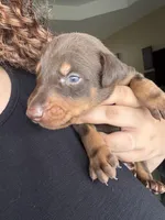 Doberman, a male Doberman Pinscher for sale in Lehigh Acres, FL – Photo 2 of 10