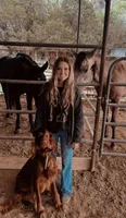 Spur capital Setter, a  Irish Setter for sale in Gatesville, TX – 4 of 10