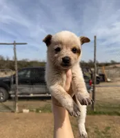 Brown female , a female Australian Cattle Dog for sale in Gatesville, TX – Photo 1 of 8