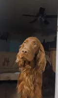 Spur capital Setter, a  Irish Setter for sale in Gatesville, TX – 5 of 10