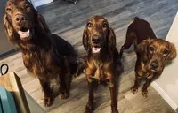 Spur capital Setter, a  Irish Setter for sale in Gatesville, TX – 2 of 10