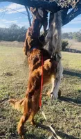 Spur capital Setter, a  Irish Setter for sale in Gatesville, TX – 10 of 10