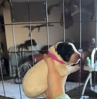 Pink female, a female Australian Cattle Dog for sale in Gatesville, TX – Photo 1 of 9