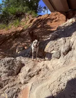 Pink female, a female Australian Cattle Dog for sale in Gatesville, TX – Photo 8 of 9