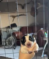 Pink female, a female Australian Cattle Dog for sale in Gatesville, TX – Photo 2 of 9