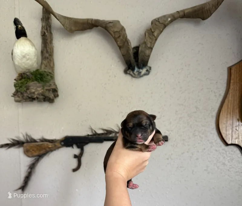 Red male – Australian Cattle Dog, Australian Shepherd puppy for sale in Gatesville, TX