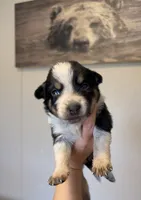 Female, a female Australian Cattle Dog and Australian Shepherd for sale in Gatesville, TX – 2 of 2