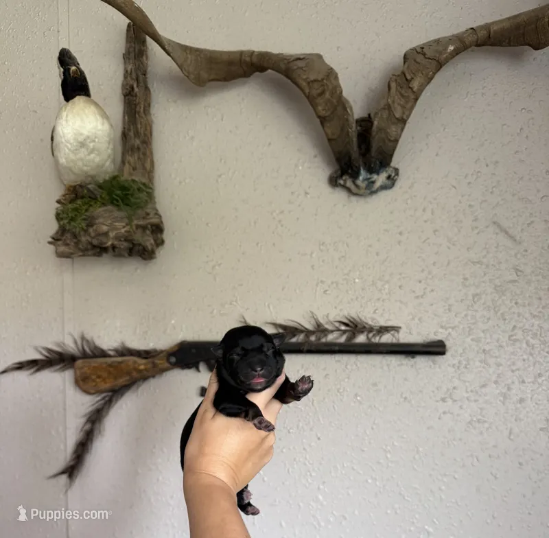 Green male  – Australian Cattle Dog, Australian Shepherd puppy for sale in Gatesville, TX