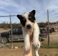 Orange female, a female Australian Cattle Dog for sale in Gatesville, TX – Photo 1 of 8