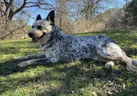 Orange female, a female Australian Cattle Dog for sale in Gatesville, TX – Photo 4 of 8