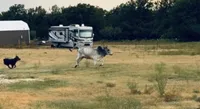 Hill country heelers, a  Australian Cattle Dog and Australian Shepherd for sale in Gatesville, TX – 1 of 6
