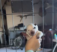 Grey female, a female Australian Cattle Dog for sale in Gatesville, TX – Photo 2 of 9