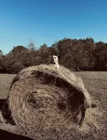 Grey female, a female Australian Cattle Dog for sale in Gatesville, TX – Photo 7 of 9