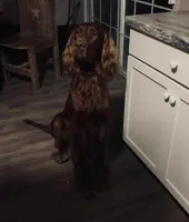 Spur capital Setter, a  Irish Setter for sale in Gatesville, TX – 6 of 10