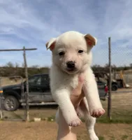 Blue Female, a female Australian Cattle Dog for sale in Gatesville, TX – Photo 1 of 8