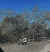 Blue Female, a female Australian Cattle Dog for sale in Gatesville, TX – Photo 3 of 8