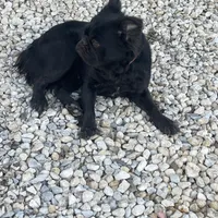 Cici, a female French Bulldog for sale in Gatesville, TX – Photo 3 of 3