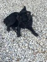 Cici, a female French Bulldog for sale in Gatesville, TX – Photo 3 of 3