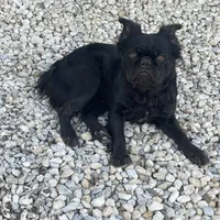 Cici, a female French Bulldog for sale in Gatesville, TX – Photo 1 of 3