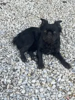 Cici, a female French Bulldog for sale in Gatesville, TX – Photo 1 of 3