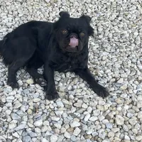 Cici, a female French Bulldog for sale in Gatesville, TX – Photo 2 of 3