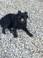 Cici, a female French Bulldog for sale in Gatesville, TX – Photo 2 of 3