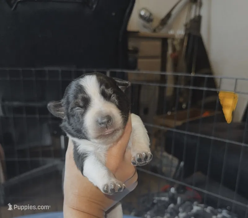 Female  – Australian Cattle Dog, Australian Shepherd puppy for sale in Gatesville, TX
