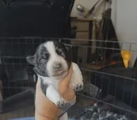 Female , a female Australian Cattle Dog and Australian Shepherd for sale in Gatesville, TX – 1 of 1
