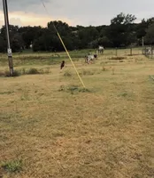 Rebel, a female Australian Shepherd for sale in Gatesville, TX – Photo 3 of 5