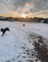 Rebel, a female Australian Shepherd for sale in Gatesville, TX – Photo 4 of 5