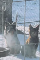 Rebel, a female Australian Shepherd for sale in Gatesville, TX – Photo 5 of 5