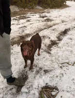 Rebel, a female Australian Shepherd for sale in Gatesville, TX – Photo 2 of 5