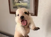 processed/51d88890-a0c6-4efe-a006-d9e868dfe756/listing/5de1fcf3-eb7f-47e6-9258-a9b789db09e5/b7dc9761-429e-448b-8662-cec63387814c