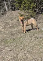 Red female, a female Australian Cattle Dog for sale in Gatesville, TX – Photo 5 of 9