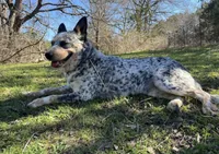 Red female, a female Australian Cattle Dog for sale in Gatesville, TX – Photo 7 of 9