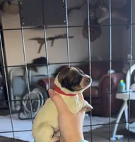 Red female, a female Australian Cattle Dog for sale in Gatesville, TX – Photo 2 of 9