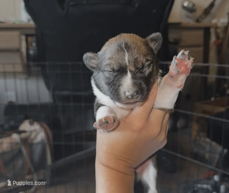 Female – Australian Cattle Dog, Australian Shepherd puppy for sale in Gatesville, TX