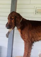 Spur capital Setter, a  Irish Setter for sale in Gatesville, TX – 8 of 10
