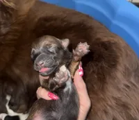 Pink female, a female Australian Cattle Dog and Australian Shepherd for sale in Gatesville, TX – 2 of 2